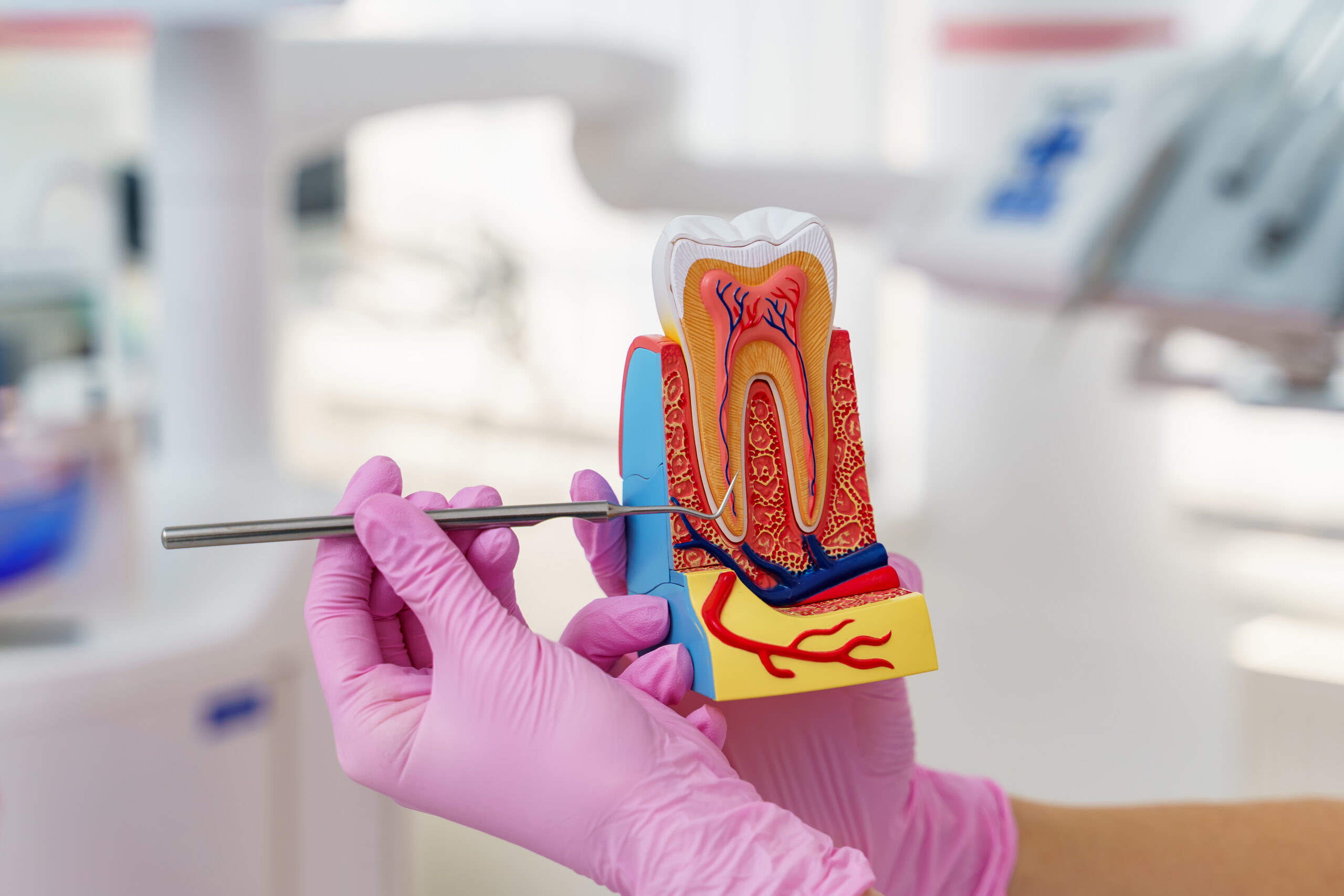 Teeth Model Hand Blurred Background Plastic Teeth One Row With Visible Connectors Human Jaw Dentistry Training Scaled